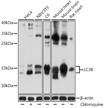 123456様 anti-lc3b-antibody-