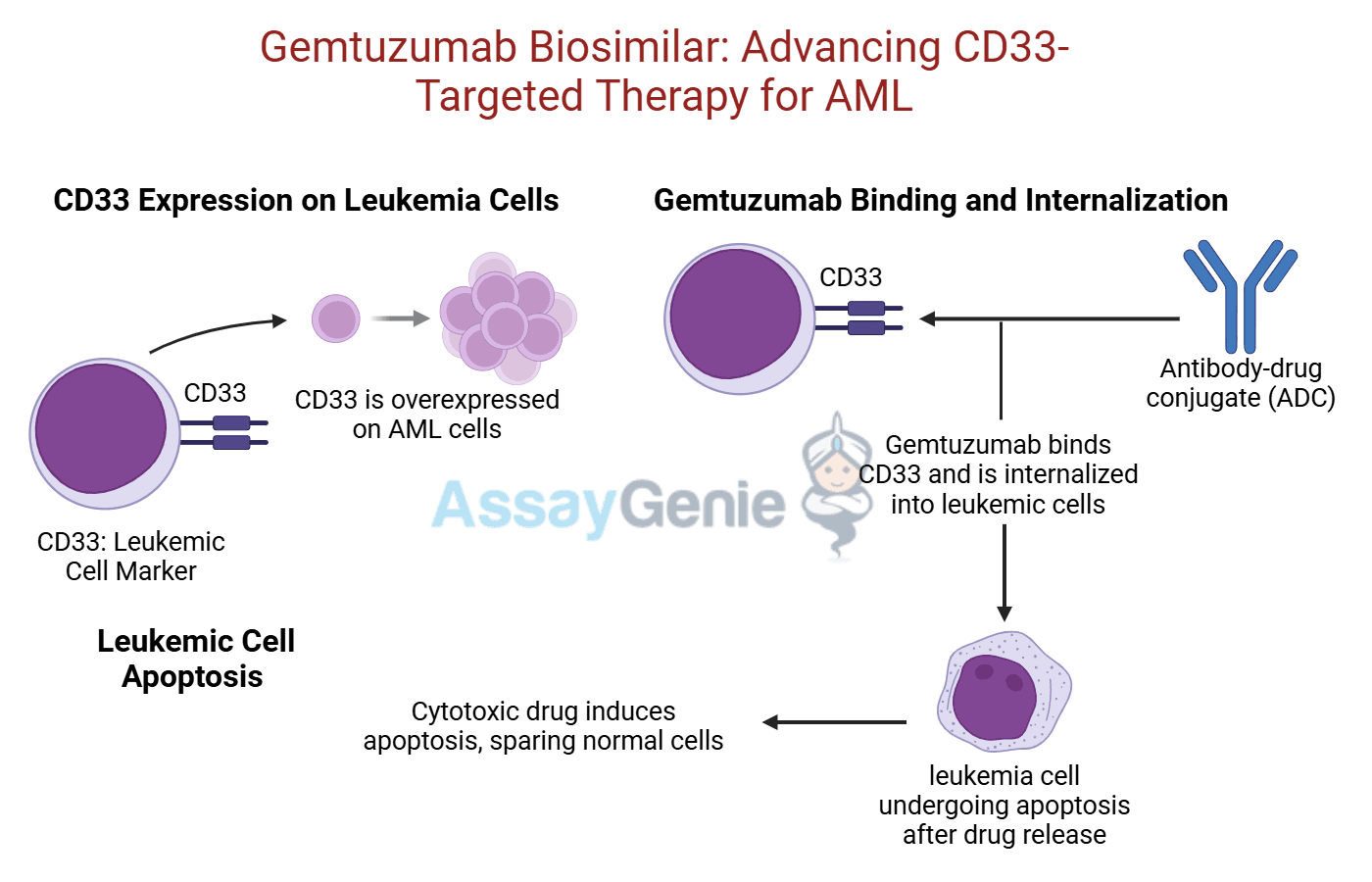 Gemtuzumab: Advancing CD33-Targeted Therapies in AML Research