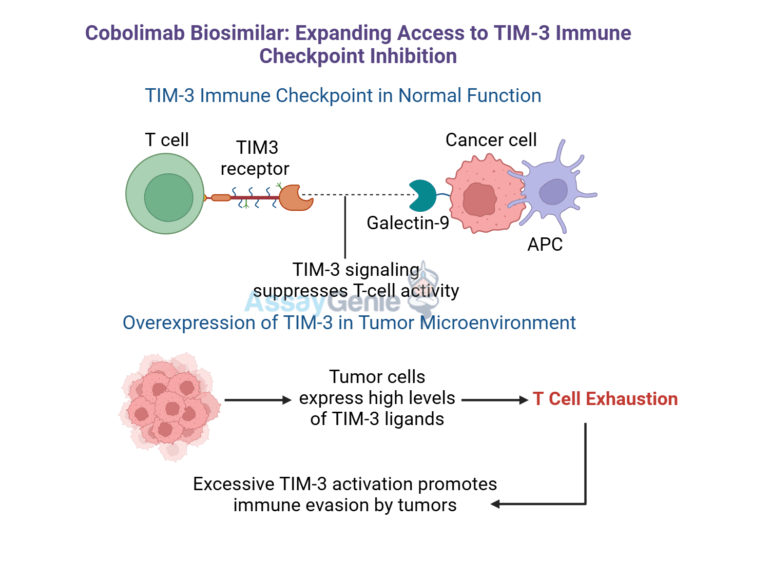 Cobolimab: Unveiling TIM-3’s Role in Cancer Immunotherapy