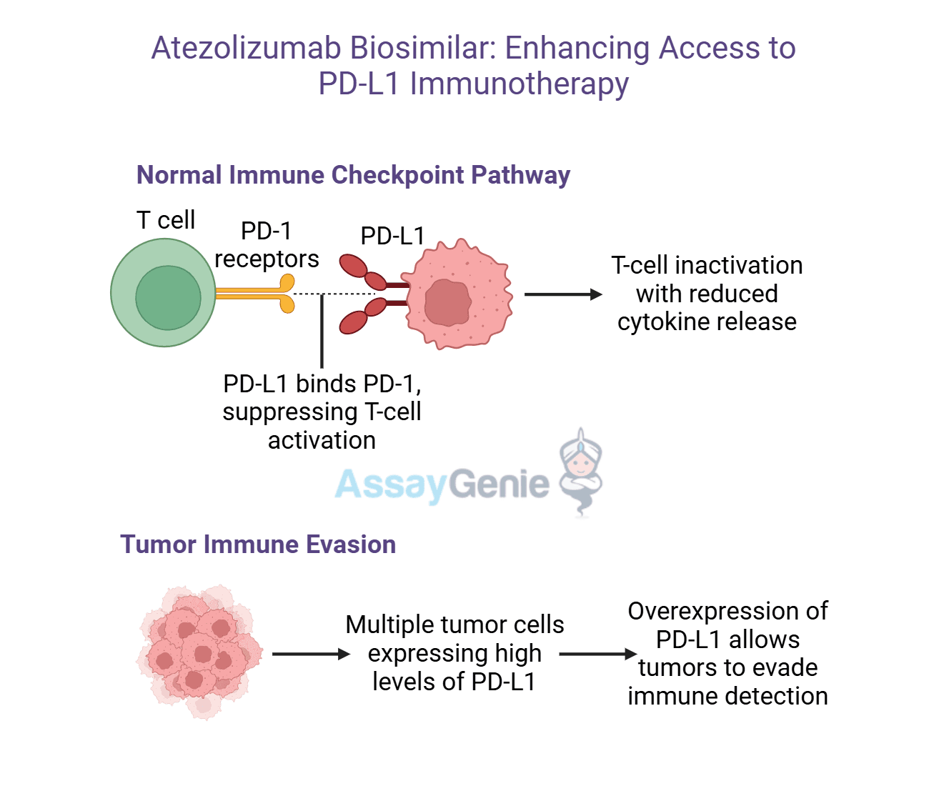 Atezolizumab: Unveiling the Role of Anti-PD-L1 in Cancer Research