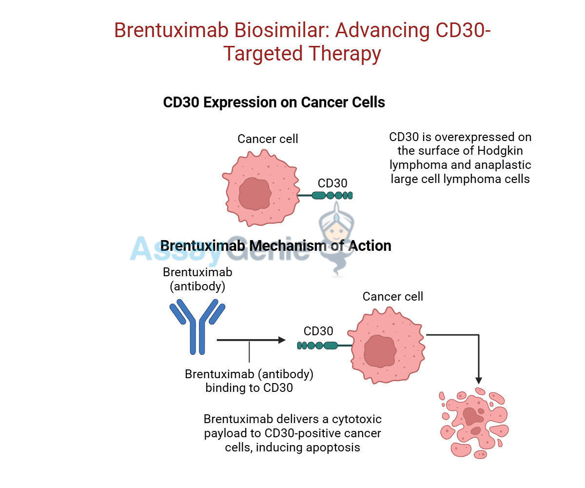 Brentuximab: Unveiling the Role of Anti-CD30 in Cancer Research