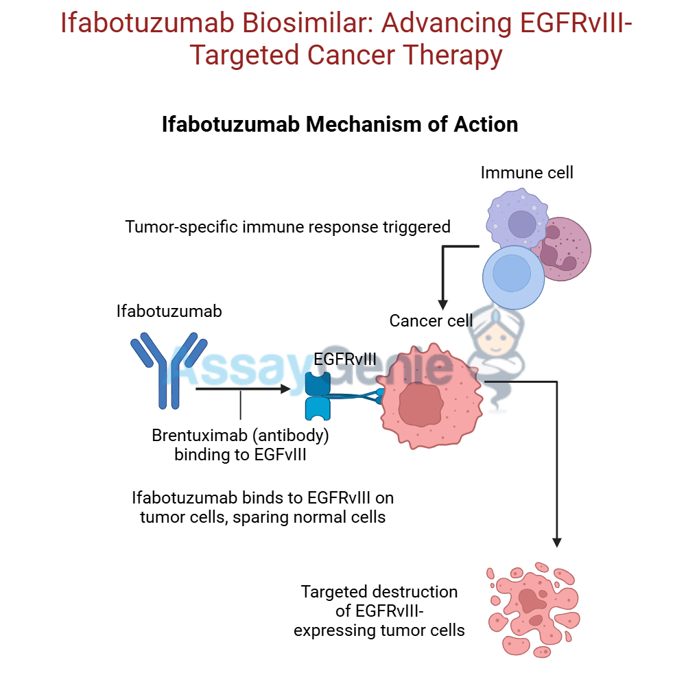 Ifabotuzumab: Exploring the Role of Anti-EphA3 in Cancer Research
