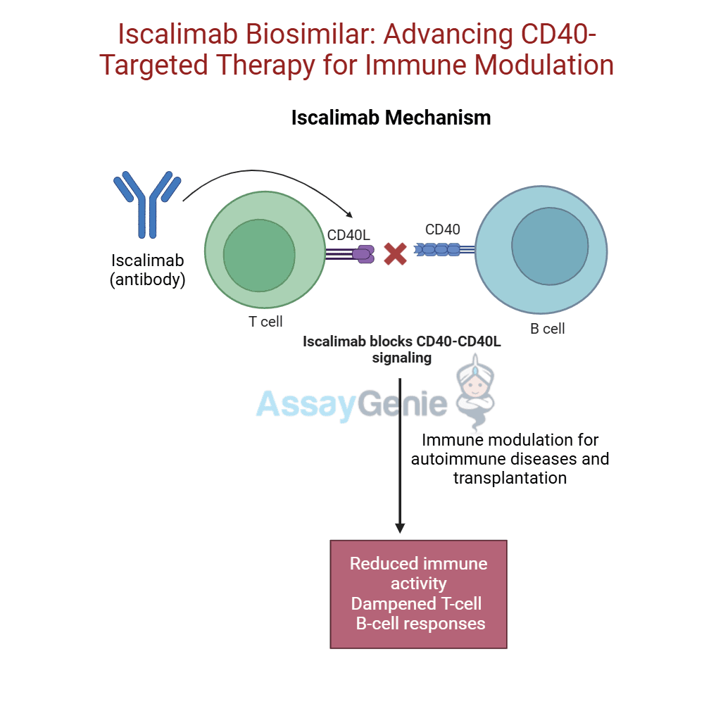 Iscalimab: Advancing Research in Autoimmune Diseases and Transplantation