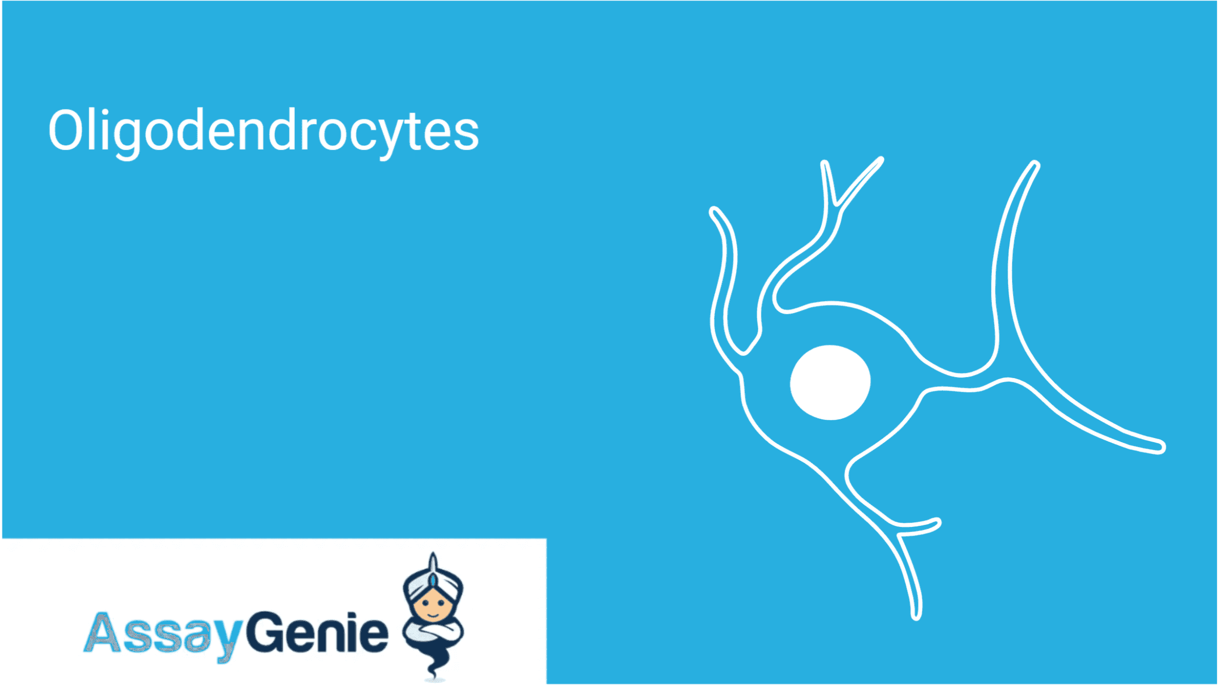 What Are Oligodendrocytes? Functions, Markers & Disease Links